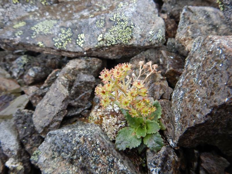 Olympic Saxifrage photo 3