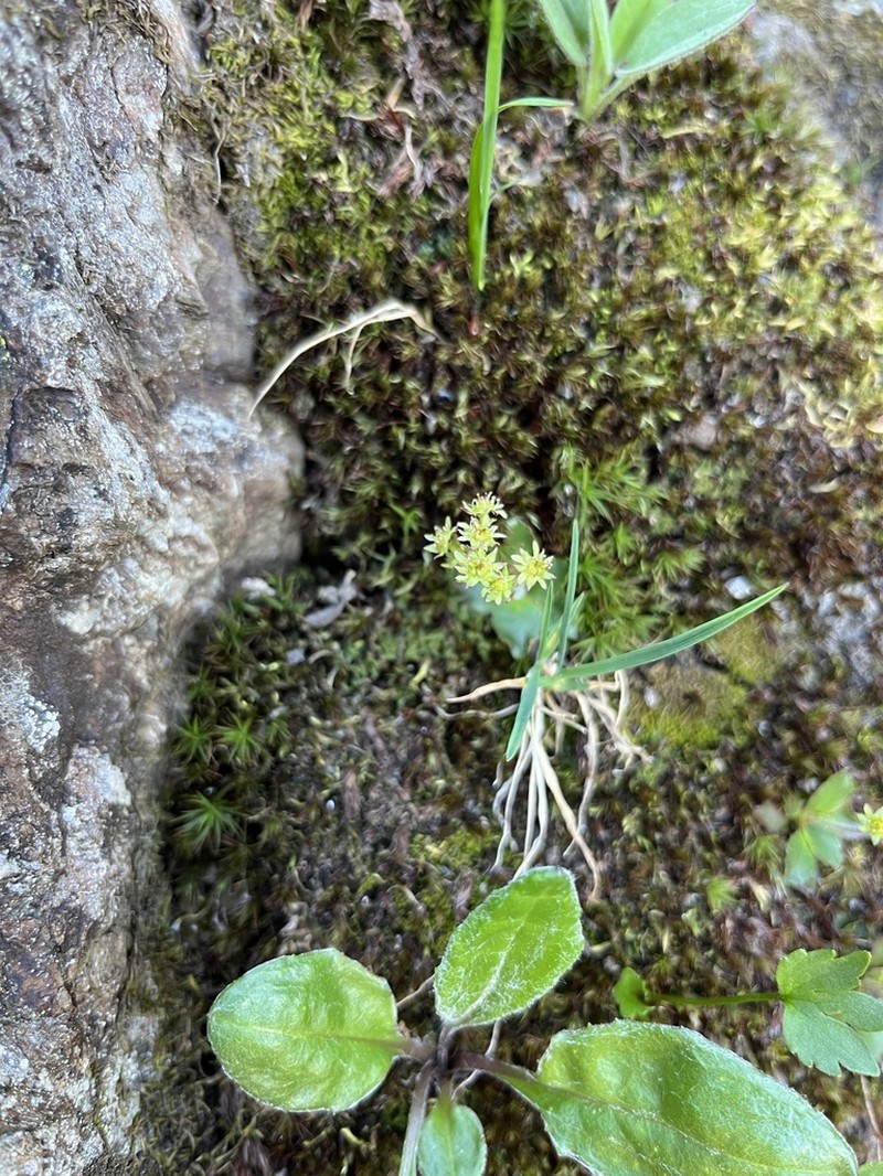 Olympic Saxifrage photo 4
