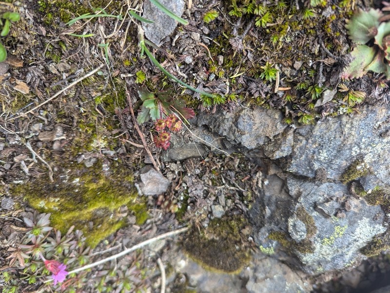 Olympic Saxifrage photo 5