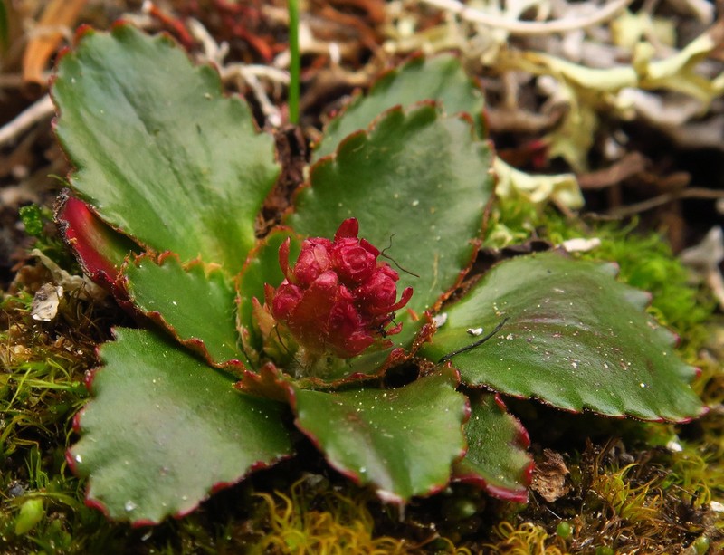 Olympic Saxifrage photo 6