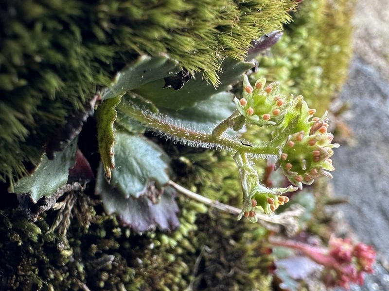 Olympic Saxifrage photo 7