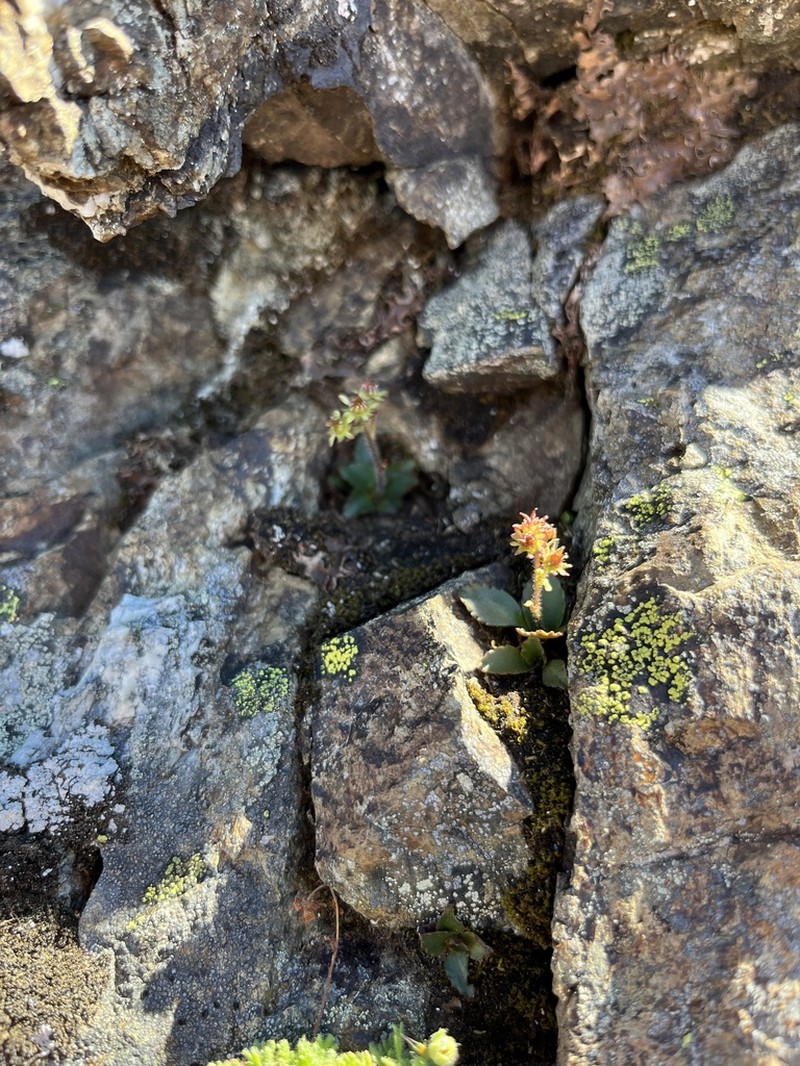 Olympic Saxifrage photo 8