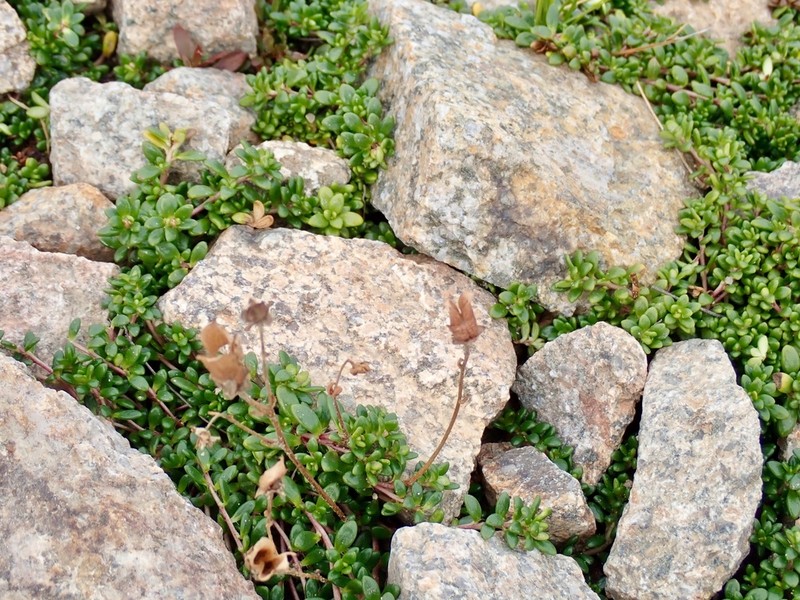 Tolmie's Saxifrage photo 4