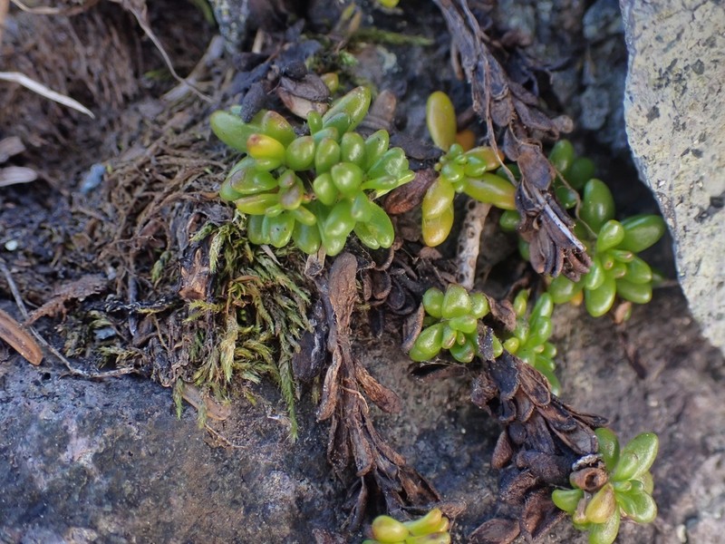 Tolmie's Saxifrage photo 5