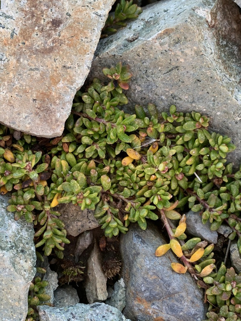 Tolmie's Saxifrage photo 6
