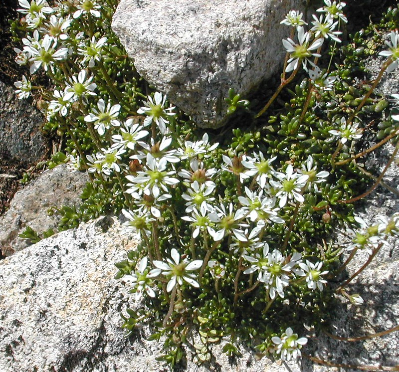 Tolmie's Saxifrage photo 7
