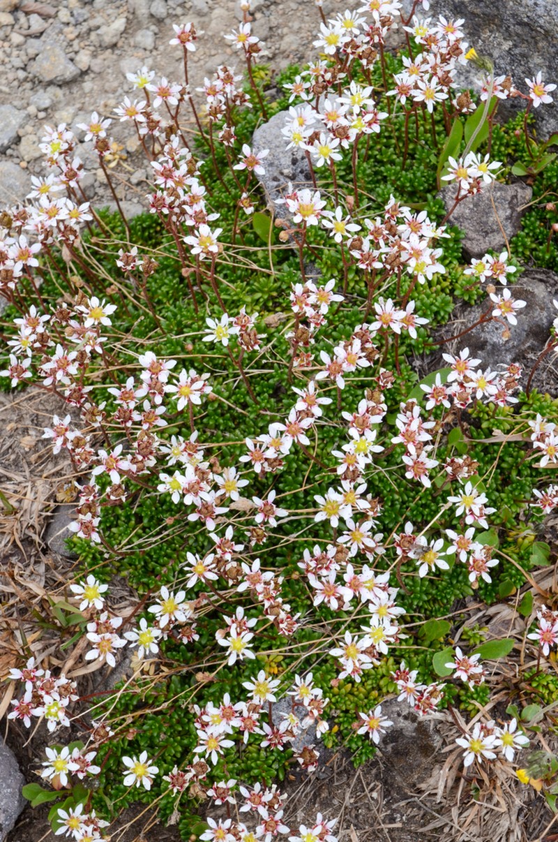 Tolmie's Saxifrage photo 8