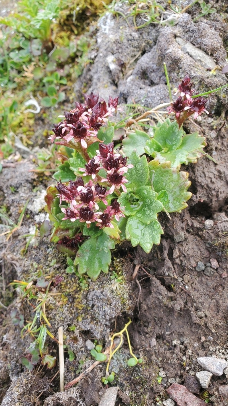 Micranthes unalaschcensis photo 2