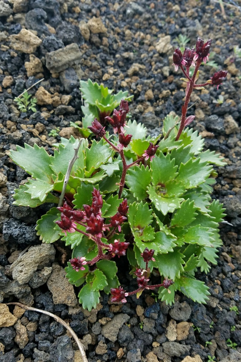 Micranthes unalaschcensis photo 4