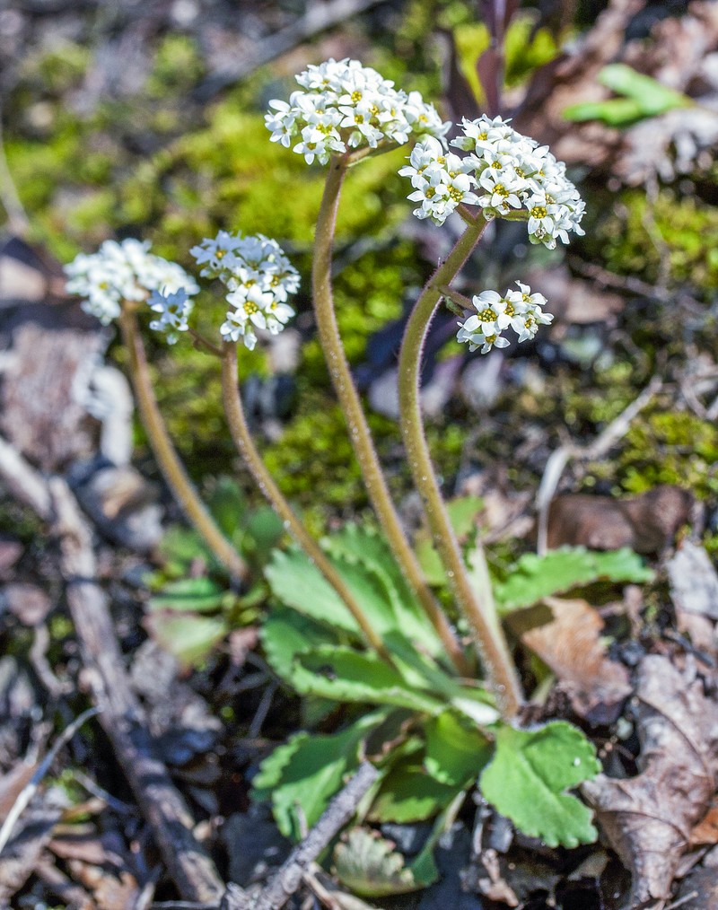 Early Saxifrage photo 7