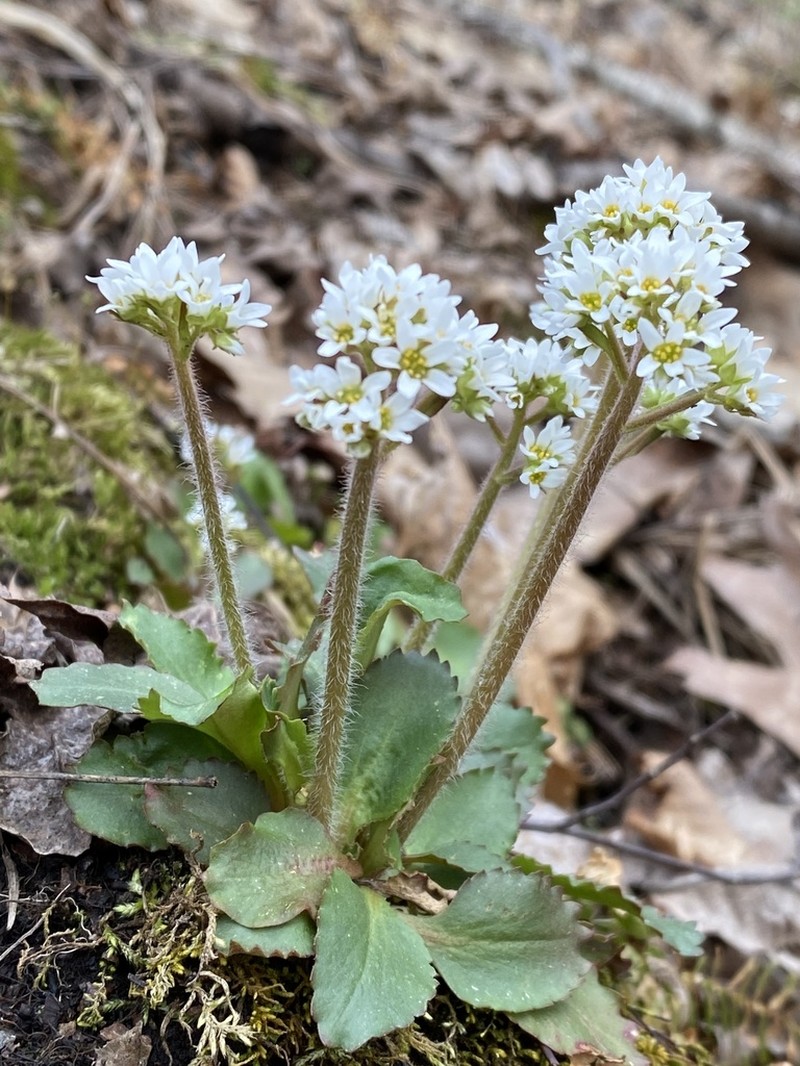 Early Saxifrage photo 4