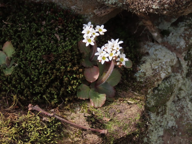 Early Saxifrage photo 5