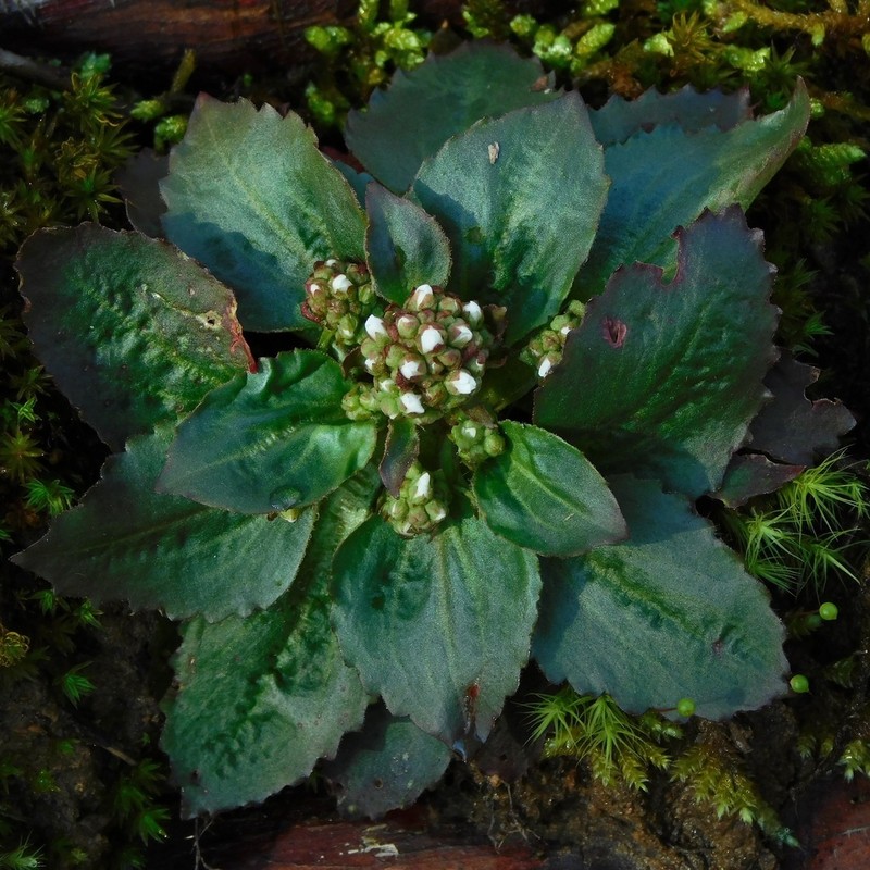 Early Saxifrage photo 6