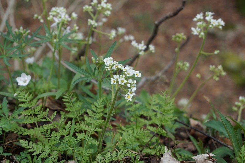 Early Saxifrage photo 7