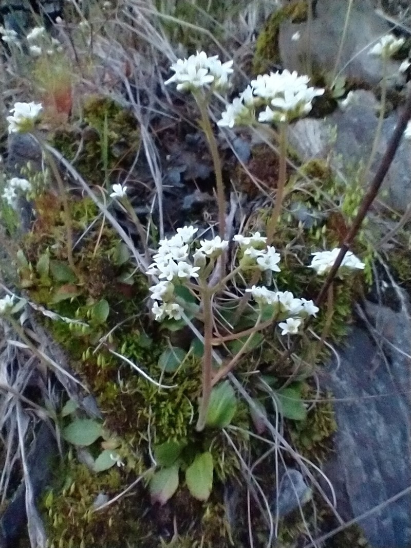 Early Saxifrage photo 8