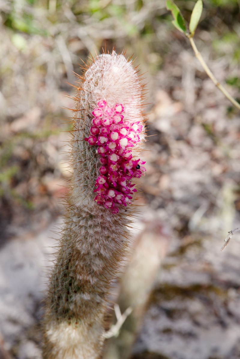 Micranthocereus alvinii photo 2