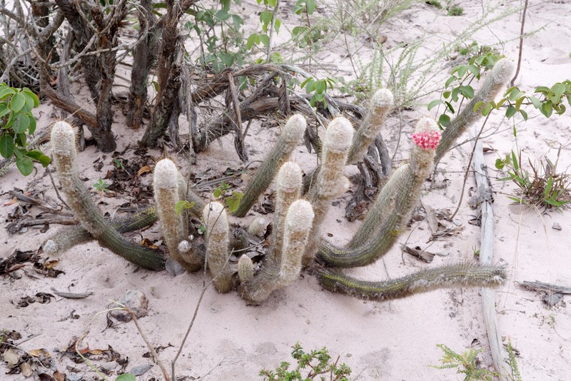 Micranthocereus alvinii photo 3