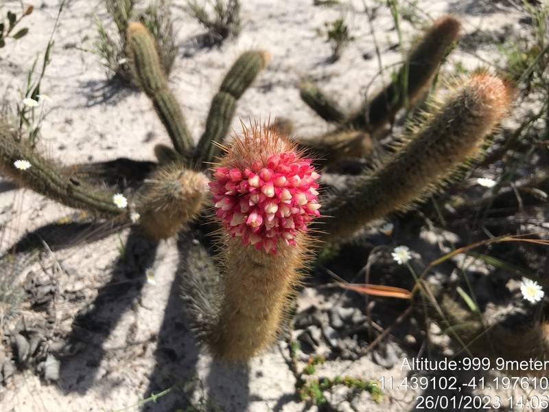 Micranthocereus alvinii photo 6