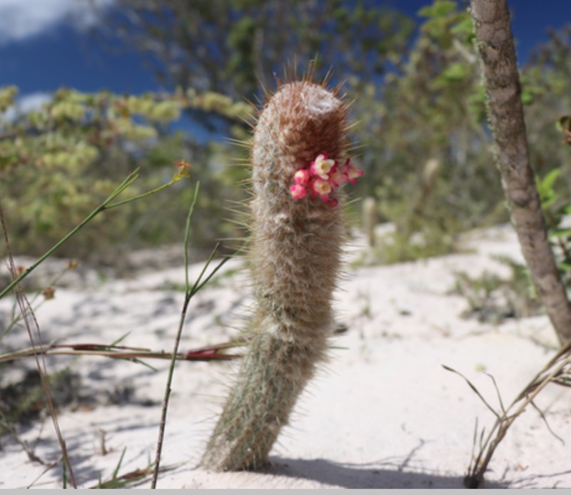 Micranthocereus alvinii