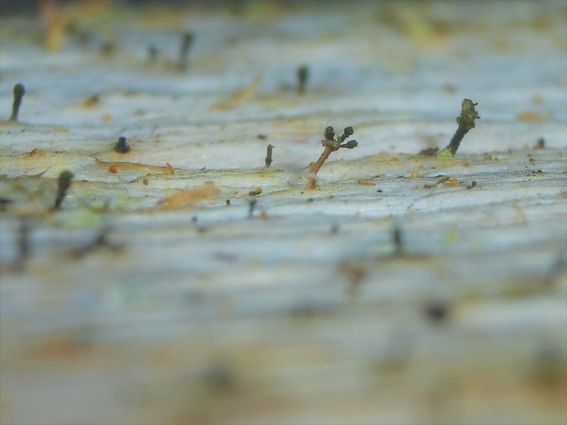 Ahlner's Microcalicium Lichen