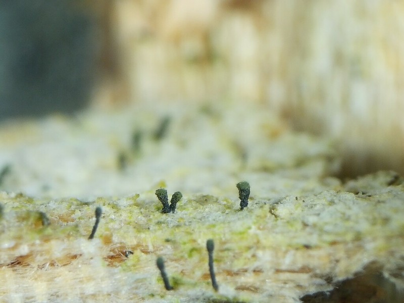Ahlner's Microcalicium Lichen photo 2
