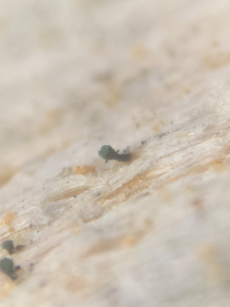Ahlner's Microcalicium Lichen photo 3