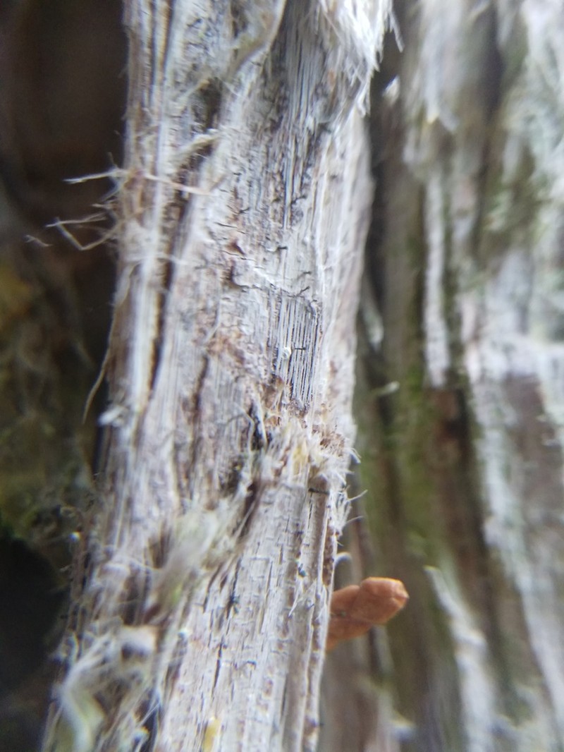 Ahlner's Microcalicium Lichen photo 5