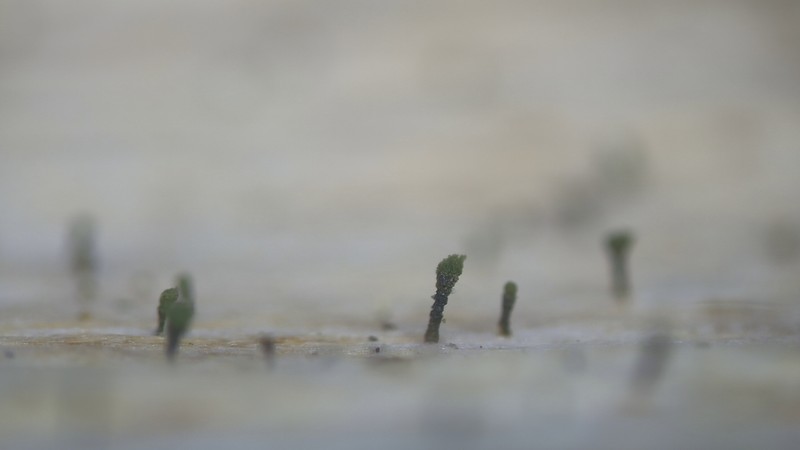 Ahlner's Microcalicium Lichen photo 6