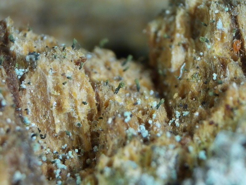 Ahlner's Microcalicium Lichen photo 7