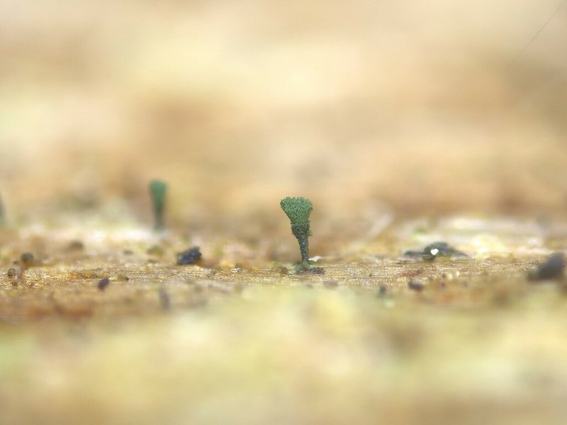 Ahlner's Microcalicium Lichen photo 8