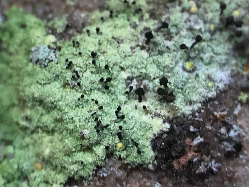 Sandwort Microcalicium Lichen