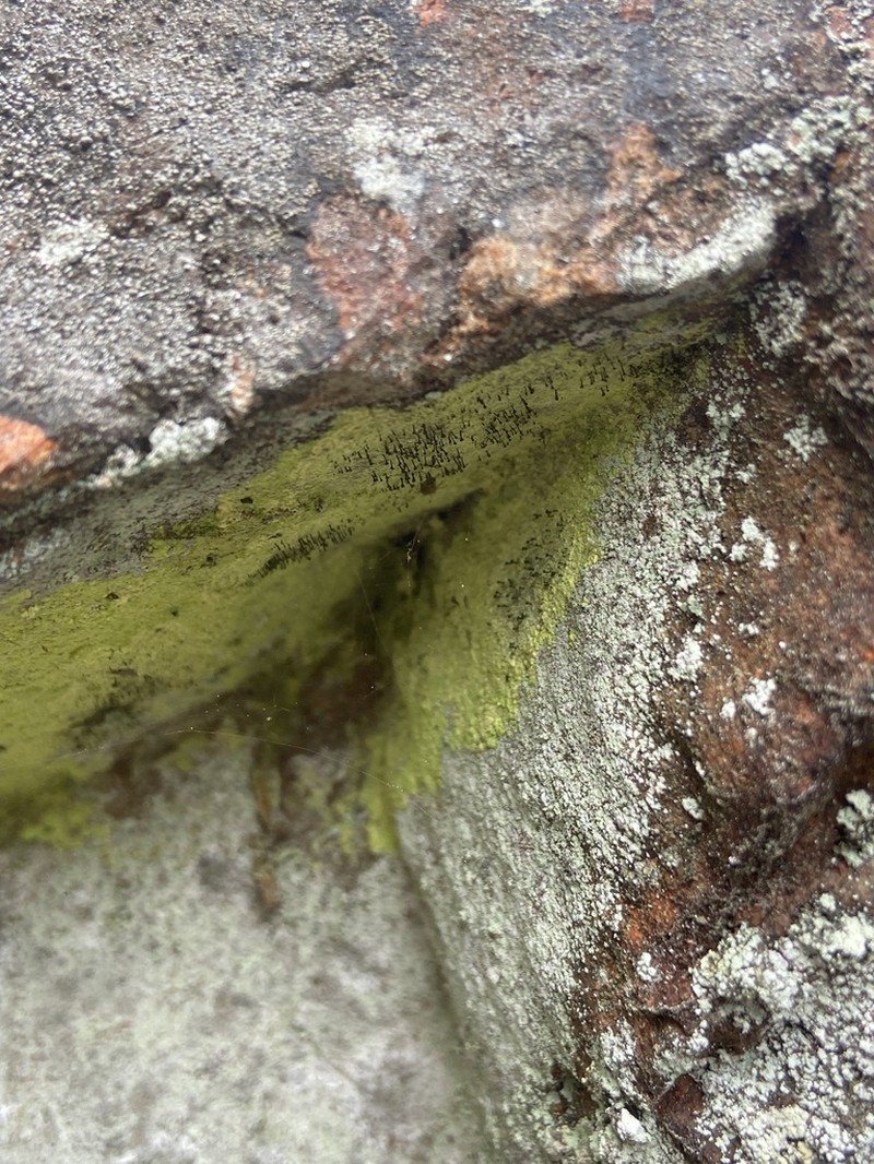 Sandwort Microcalicium Lichen photo 2