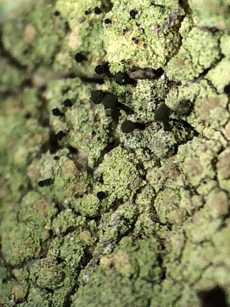 Sandwort Microcalicium Lichen photo 3