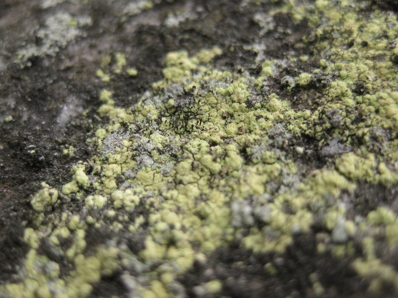 Sandwort Microcalicium Lichen photo 4