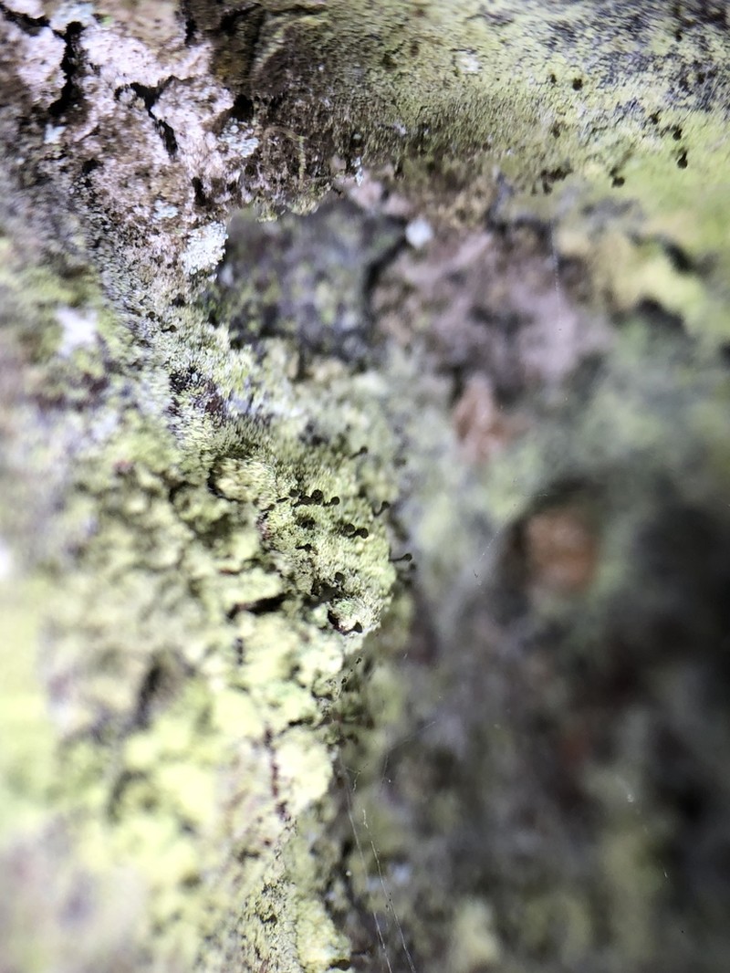 Sandwort Microcalicium Lichen photo 5