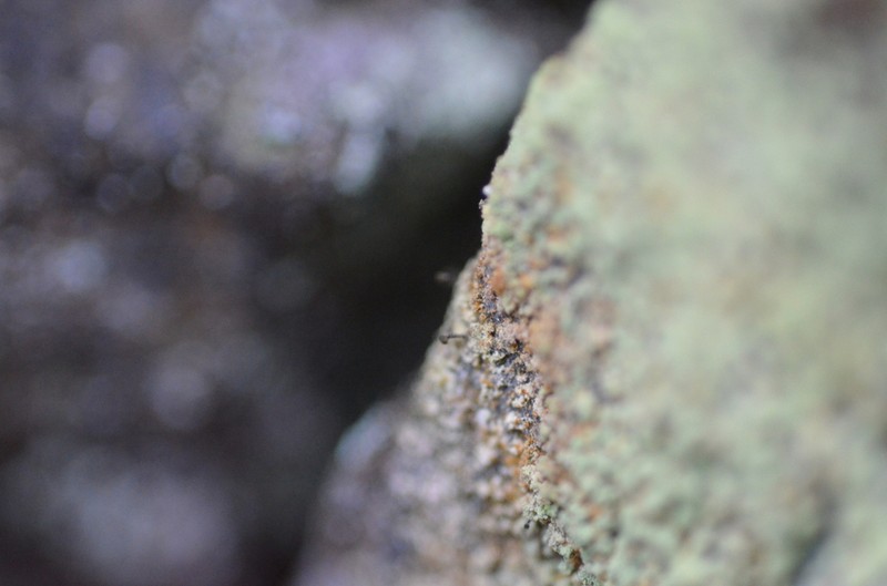 Sandwort Microcalicium Lichen photo 6