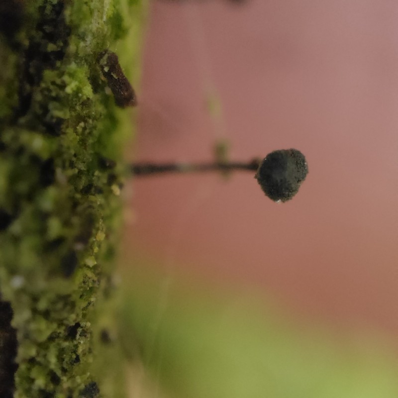 Sandwort Microcalicium Lichen photo 7