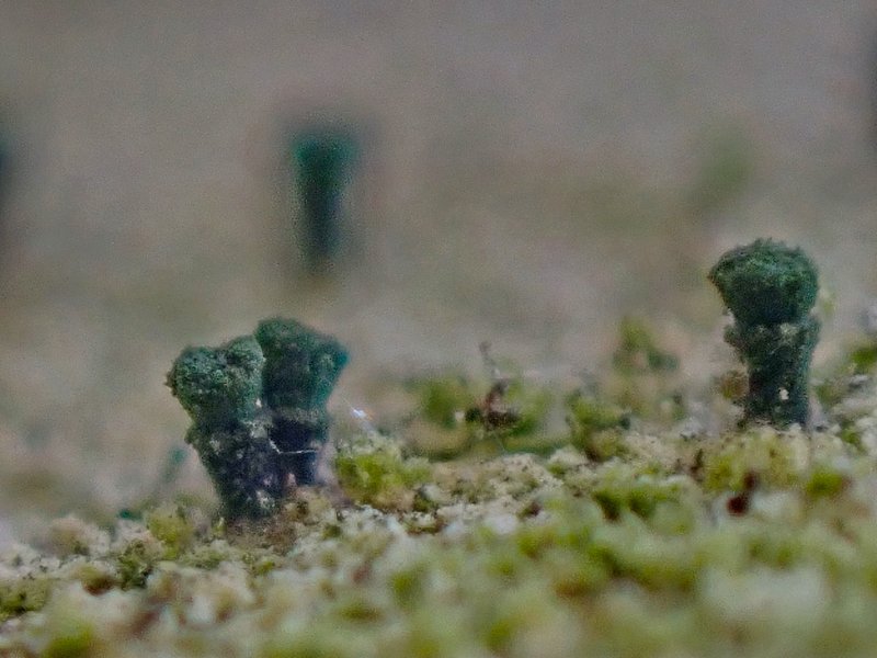 Microcalicium Lichen
