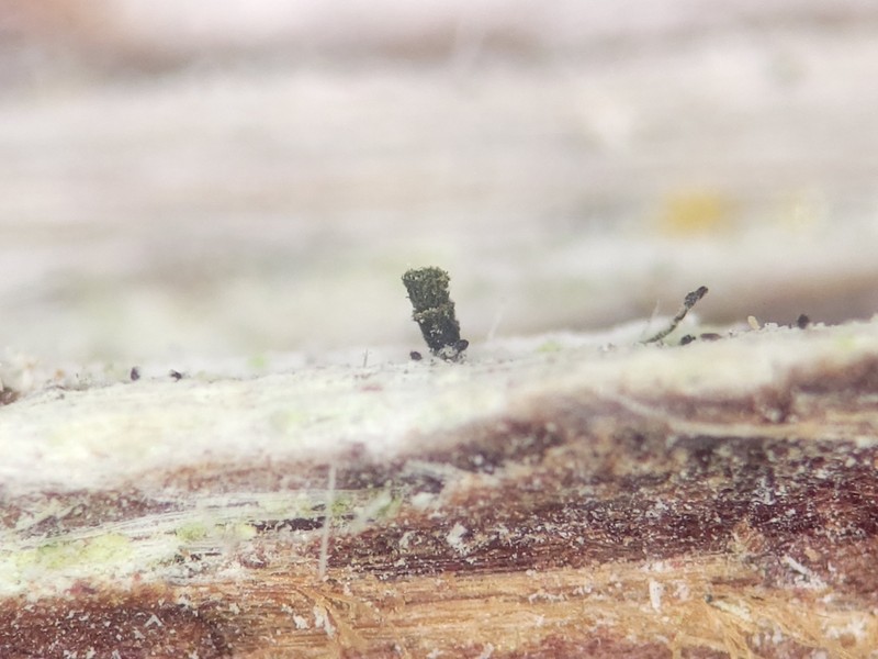 Microcalicium Lichen photo 2