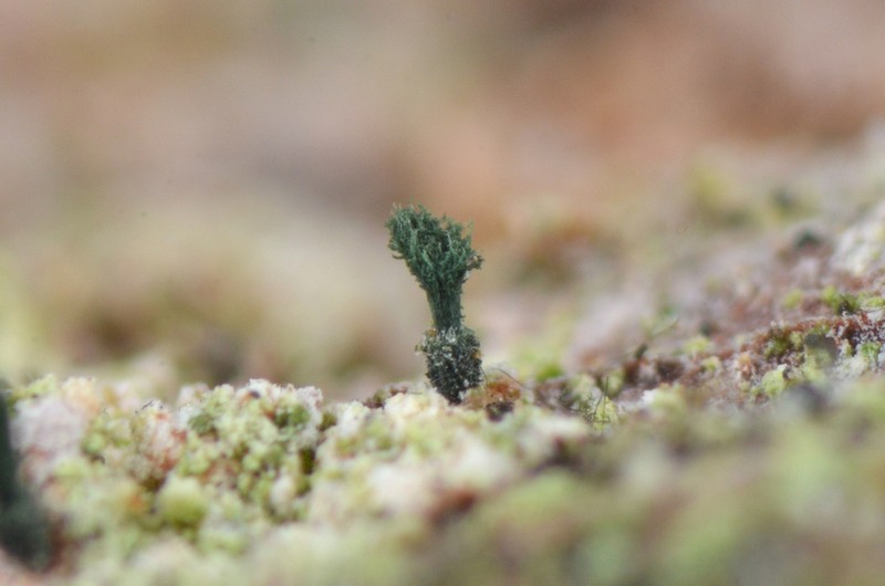 Microcalicium Lichen photo 3