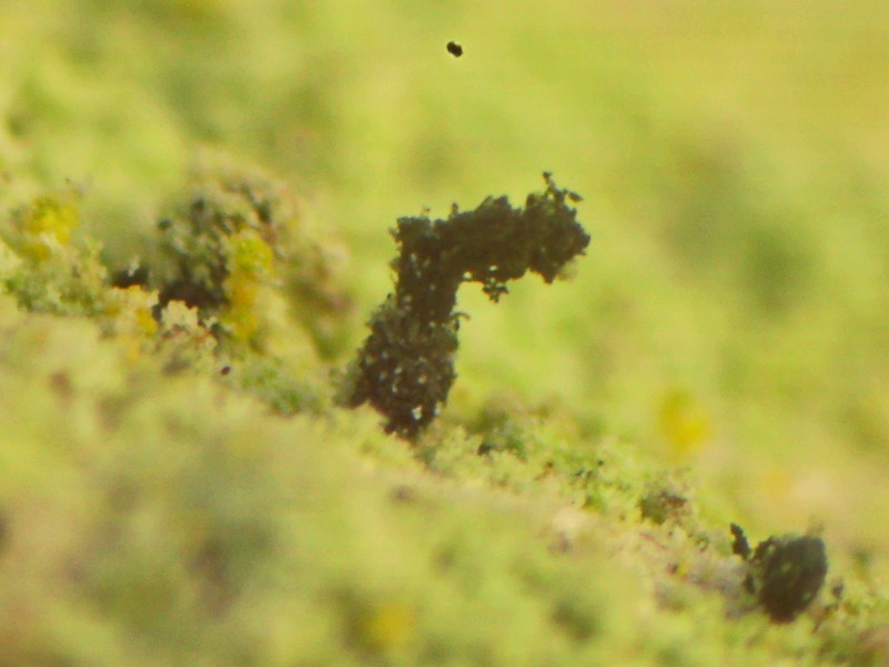 Microcalicium Lichen photo 4