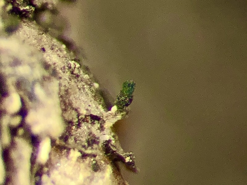 Microcalicium Lichen photo 5