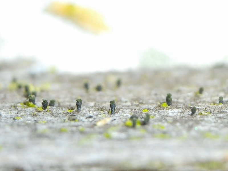 Microcalicium Lichen photo 6