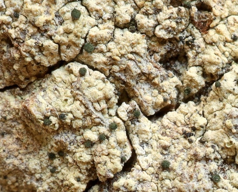 Microcalicium Lichen photo 8