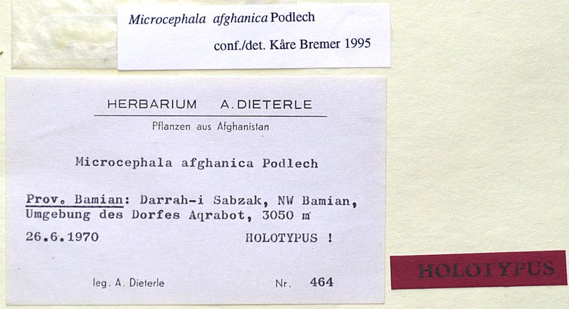 Microcephala afghanica