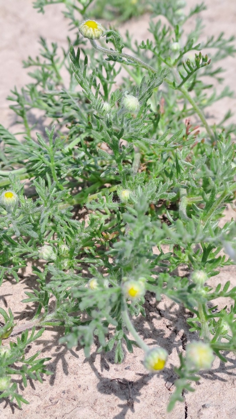 Microcephala lamellata photo 2