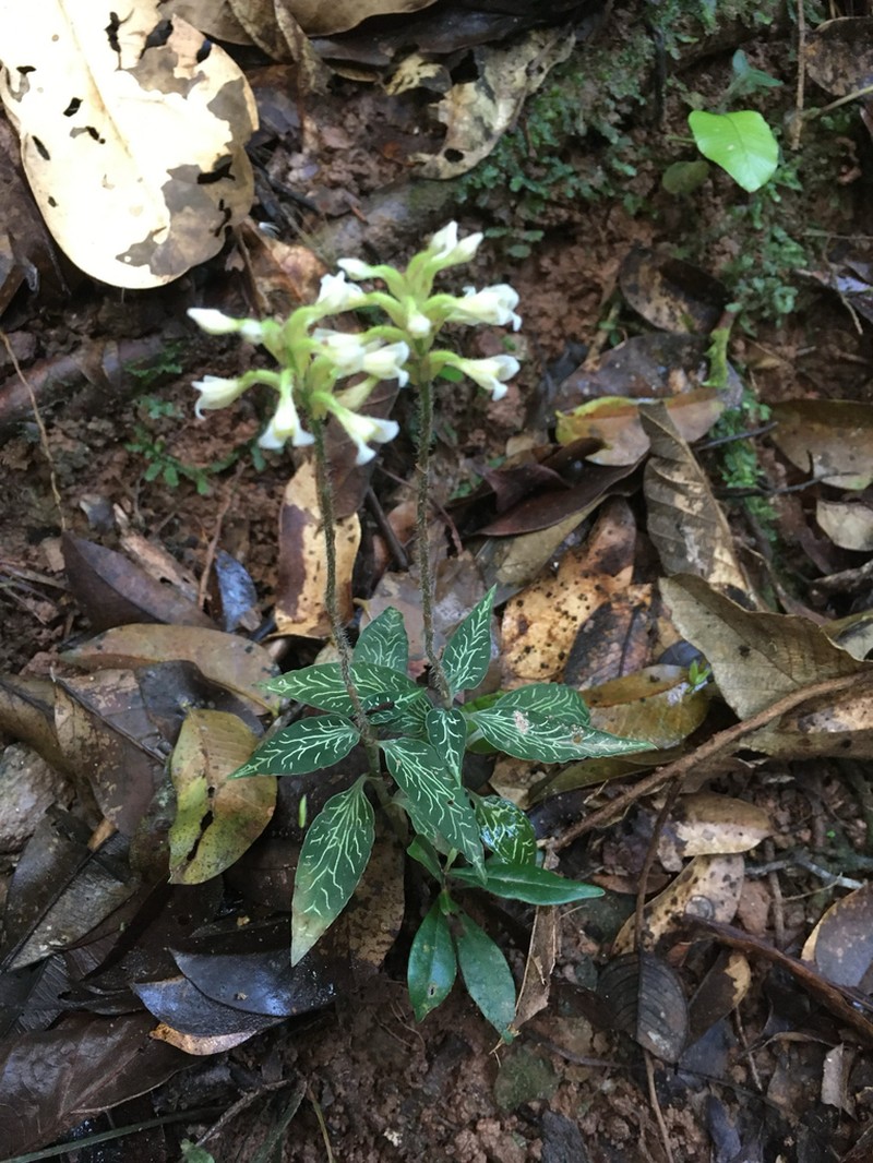 Microchilus argenteus
