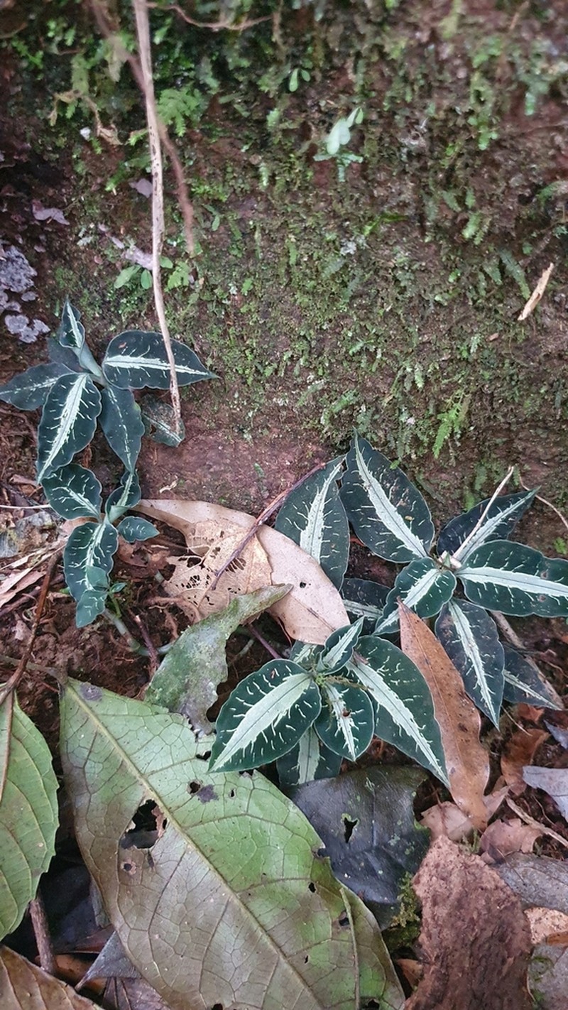 Microchilus argenteus photo 2