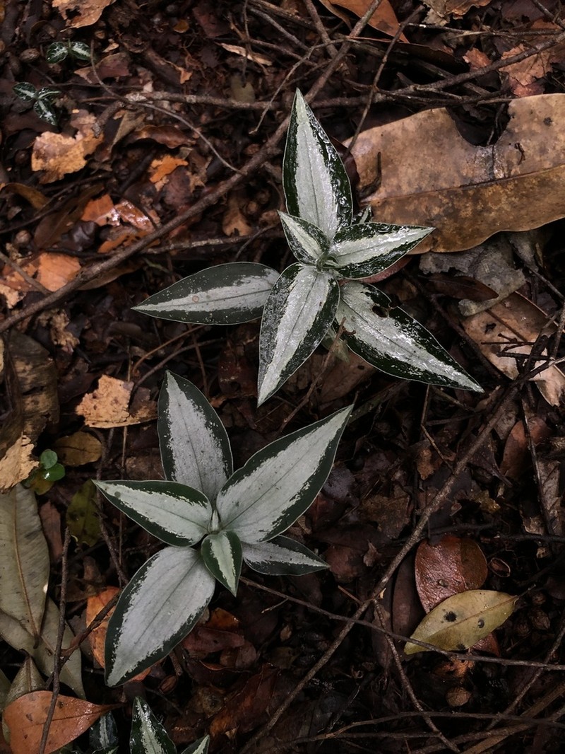 Microchilus argenteus photo 3
