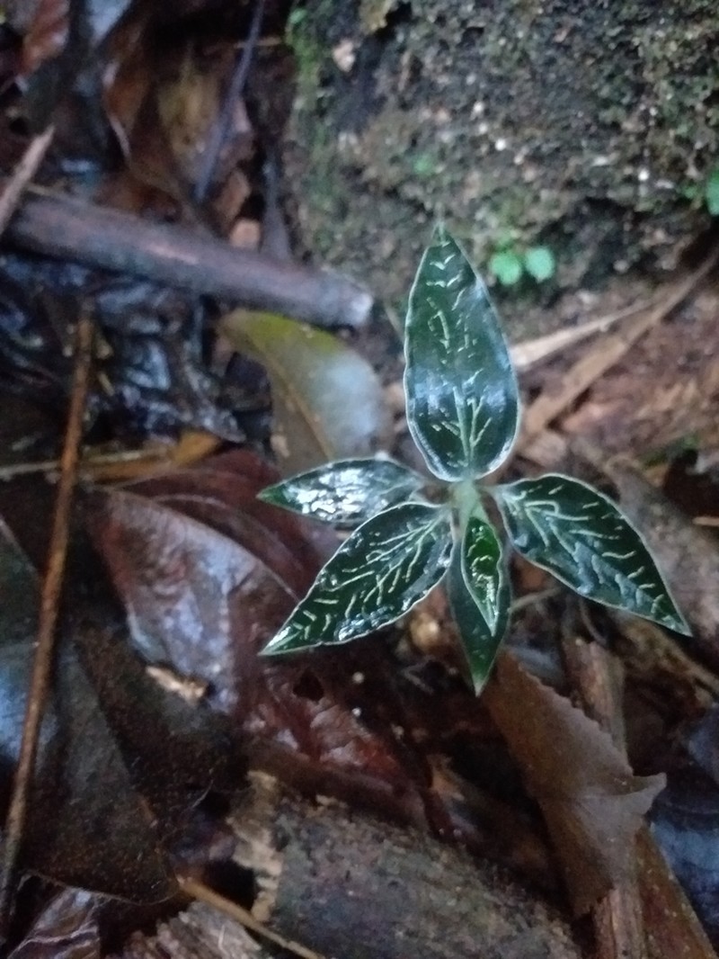 Microchilus argenteus photo 4